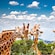 Five giraffes eating leaves off of trees in front of a partially cloudy Sydney skyline